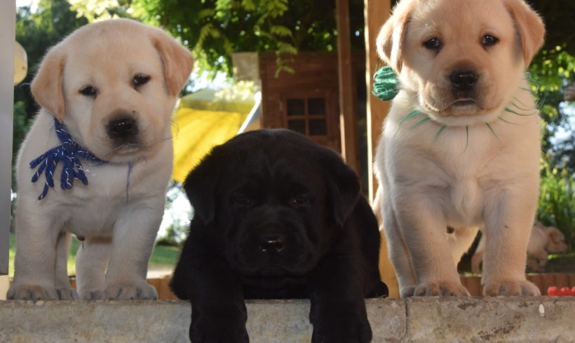 bientôt des bébés de Nash et Nora  » sable ou noir »